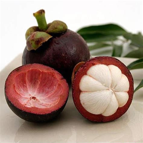Secara tradisional buah manggis digunakan sebagai obat sariawan, wasir dan luka. 75 Manfaat Kulit Manggis untuk Kesehatan | Sandy's Blog