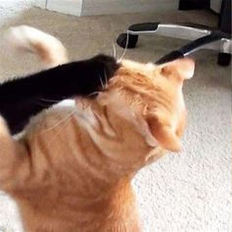 Cat Fight Matching Pfp Cat Profile Matching Cat Pfp Friends Best