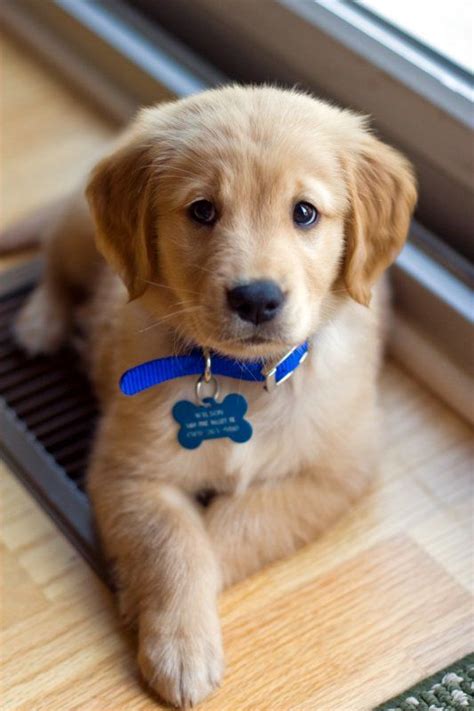 See more of golden retriever puppies on facebook. Wilson the Golden Retriever Pictures 631243 | Baby animals ...