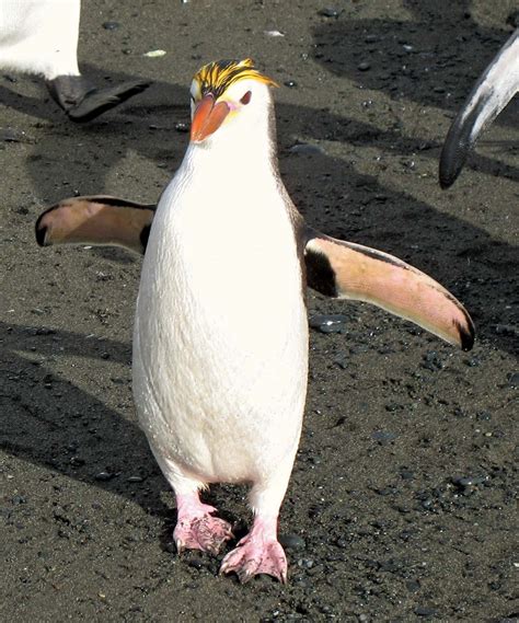 Royal Penguin Antarctic Bird Species Britannica