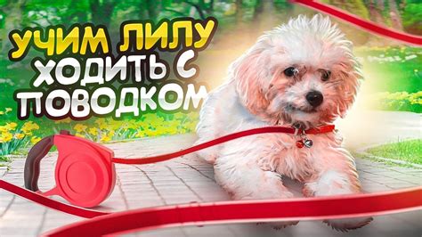 Как приучить собаку к поводку. Наша Лилу или как научить собаку ...