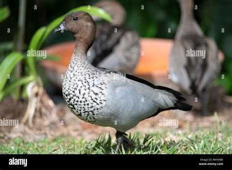 An Australian Wood Duck In Queenslandaustralia Stock Photo Alamy