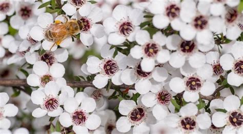 The History Of Australian Manuka Capilano Honey