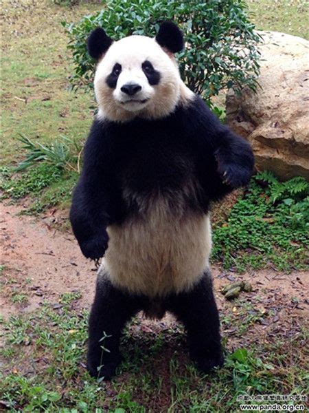 Panda Yuan Zhou Stands Up On His Hind Legs To Reach Food Making Him