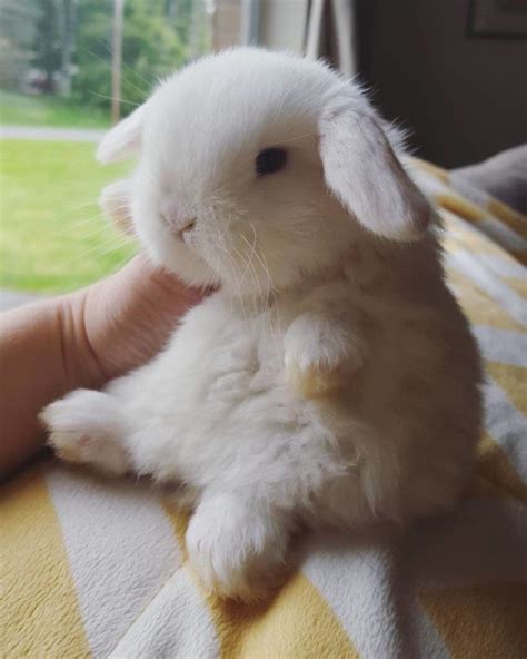 18 Of The Cutest Bunnies That Will Make Your Heart Smile