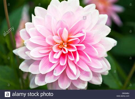 Lush lawns planted on gently rolling hillsides with meandering gravel paths to achieve an english garden look in your garden, choose from among the traditional english garden flowers. Typical English garden plants flowers pink Chrysanthemum ...