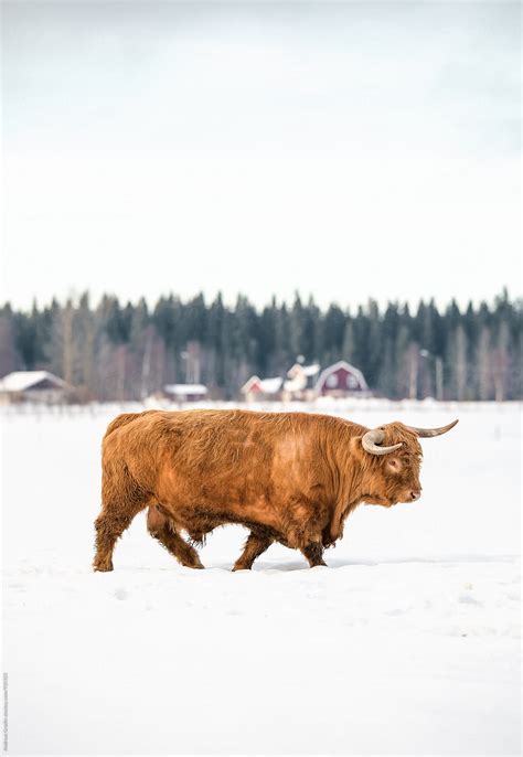 Highland Cattle In Winter By Stocksy Contributor Andreas Gradin