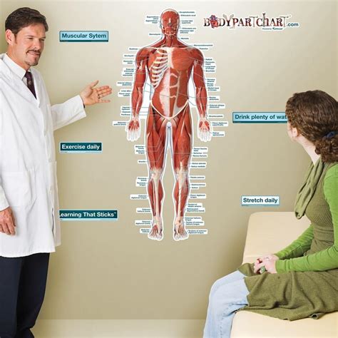 Muscular System Front View Labeled Sticky Anatomy Wall Chart Large