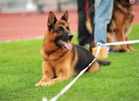 German Shepherd Breed Profile Dream Dogs