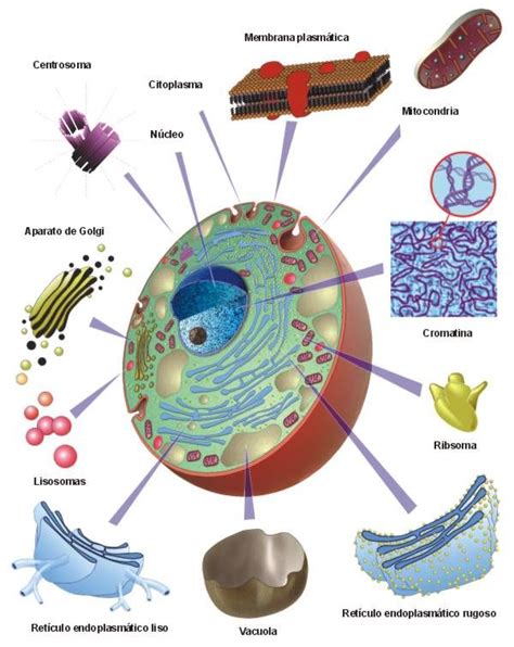 The Structure Of An Animals Cell Is Shown In This Diagram With All Its