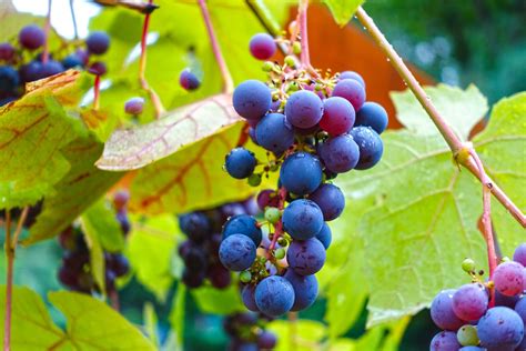 Grapevine 2 Free Photo Download Freeimages