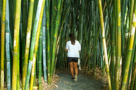 Now you are probably thinking: CHINESE DWARF- BEST DENSE HEDGING BAMBOO(Bambusa ...