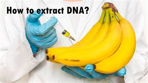 How To Extract Dna From A Fruit What Is Dna Youtube
