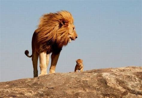 Beautiful Animals Safaris Fun Facts About Baby Lion Cubs