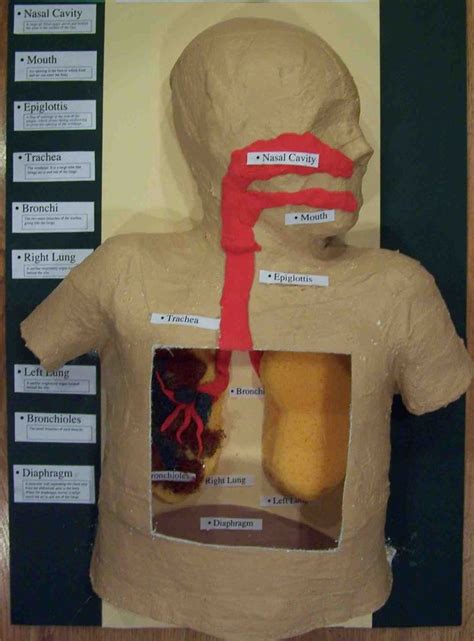 Its principal function is to transport oxygen from the atmosphere into the bloodstream and to excrete carbon dioxide from the bloodstream into the atmosphere. Science Project Model Of The Lungs Image Gallery | Science ...