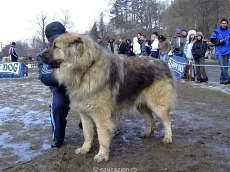 Do Tibetan Mastiff And Russian Caucasian Mountain Dog