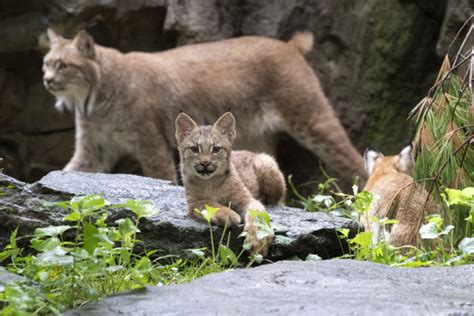 Three Canada Lynx Cubs Debut At The Queens Zoo Zooborns