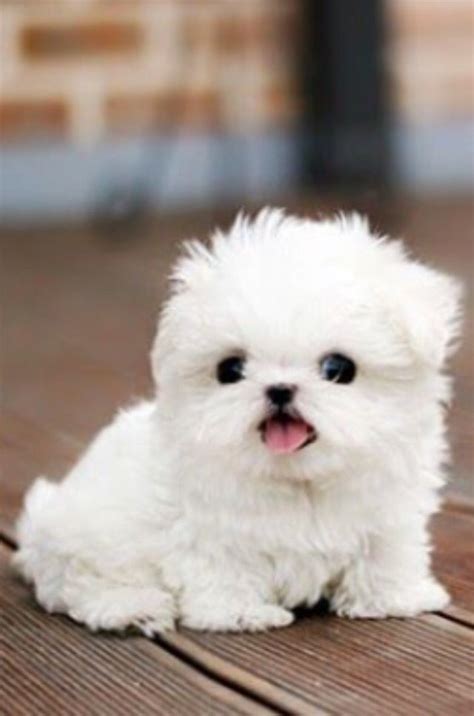 Its So Fluffy Cute White Puppies Teacup Puppies Cute Teacup Puppies