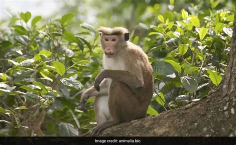 China Buying 1 Lakh Endangered Monkeys For Experiments Sri Lanka Says