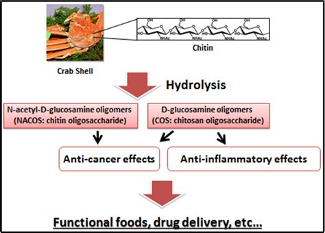 Jfb Free Full Text Anticancer And Anti Inflammatory Properties Of Chitin And Chitosan