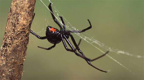 Black Widow Action Pest Services