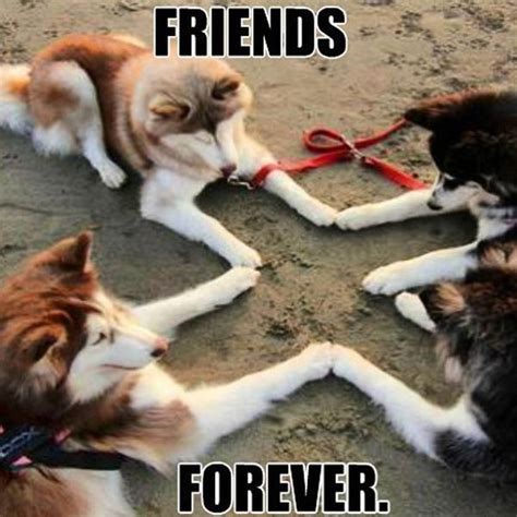 20 Awesome Friendship Memes You Should Be Sharing Right Now