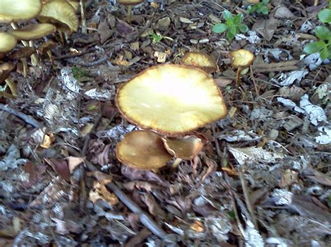 Pacific Northwest Mushrooms Mushroom Hunting And