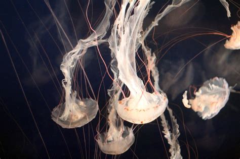 Jellyfish Underwater Aquarium And Marine Life 4k Hd Wallpaper
