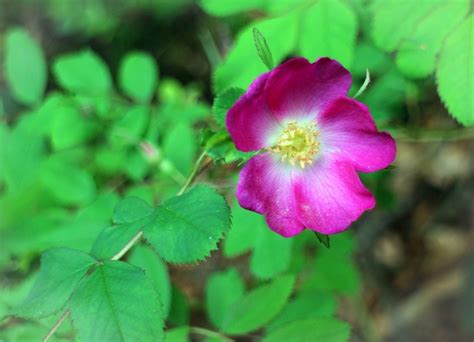 Purple Wild Rose Flower Free Image Download