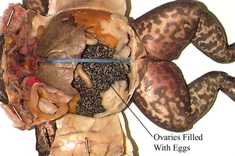 FancyPants101: Frog Dissection
