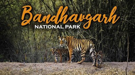 Bandhavgarh National Park Bandhavgarh Jungle Safari Bandhavgarh