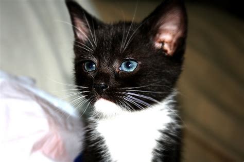 Billi The Tuxedo Kitten Love Meow