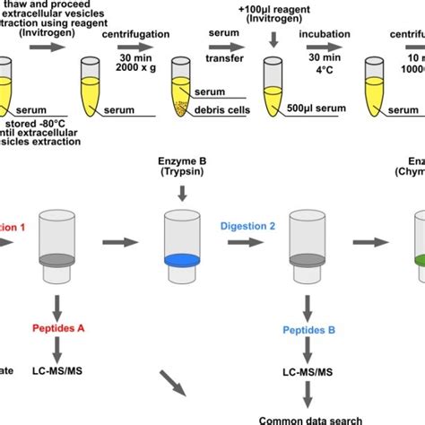 Overview Of The Analytical Workflow A Isolation Of Extracellular