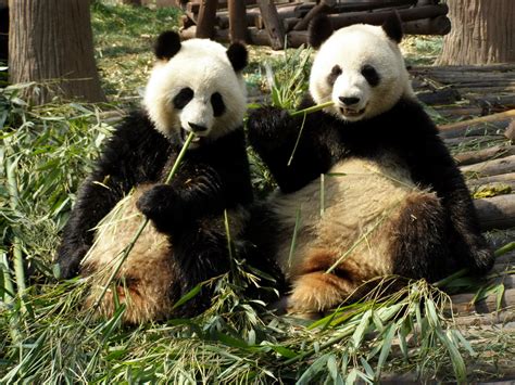Filechengdu Pandas Eating Wikimedia Commons