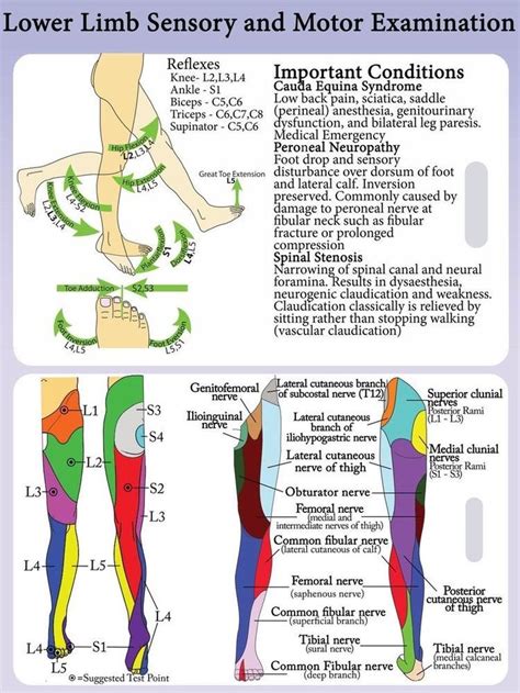 Lower Extremity Dermatomes And Myotomes Reflexes Medical Anatomy