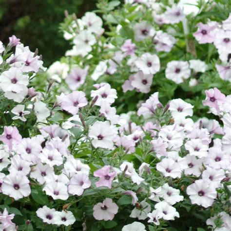 Petunias benefit from light for best germination, therefore do not cover the seeds. PETUNIA - TIDAL WAVE FLOWER GARDEN SEED -100 PELLETED ...