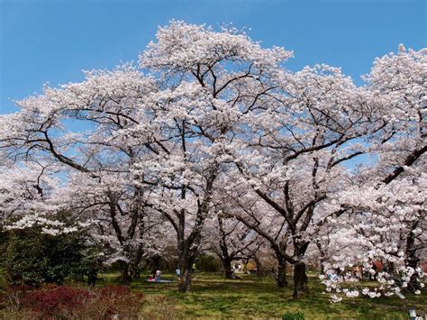 Blossoms Of Cherry Trees In A Garden Kyoto Japan Stock Photo Image Of