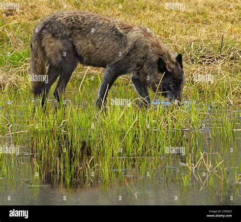 Black Wolf Drinking Stock Photo Alamy