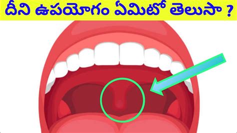 How Does Uvula Works What Is Uvula Uvula Use కొండ నాలుక ఉపయోగం