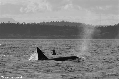 Transient Orca May 26 2014 Eagle Wing Whale Watching Tours