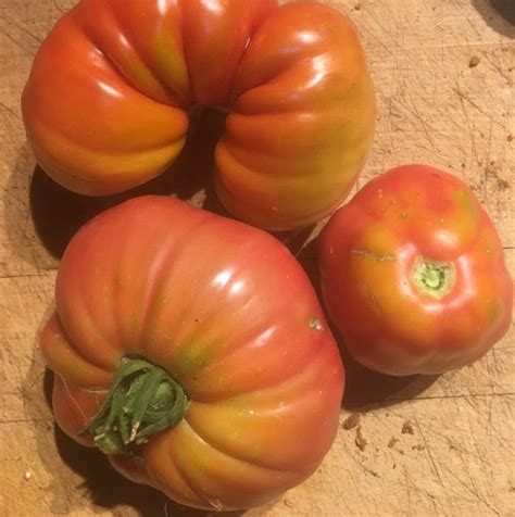 Tomato Polish Giant Siskiyou Seeds