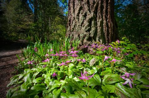 New Gardening With Native Vegetation Of The Pacific Northwest Plant