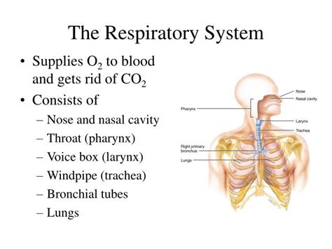 Ppt The Respiratory System Powerpoint Presentation Free Download Id5187808
