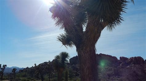Top Hotels Closest To Joshua Tree National Park North Entrance In