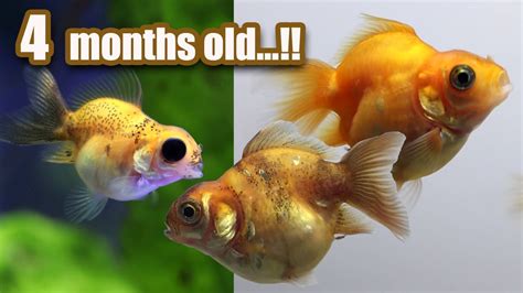 Ep 9 4 Months Update Baby Goldfish Youtube