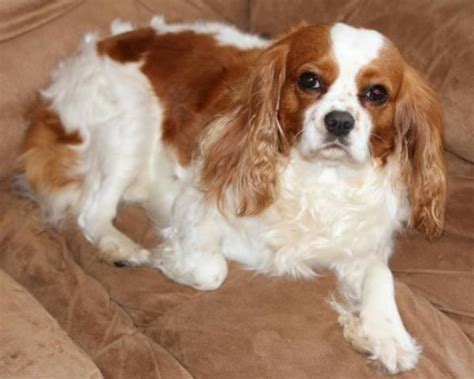 Adorable Female Cavalier King Charles Spaniel For Sale In Level Corner Pennsylvania Classified