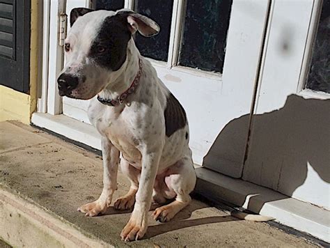 Desperado Available For Adoption In Tx Blue Dog Rescue