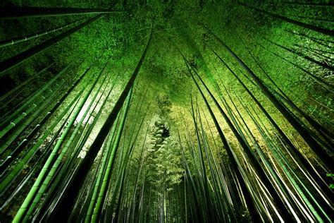 Bamboo Night Photograph By Takeshi Marumoto Fine Art America