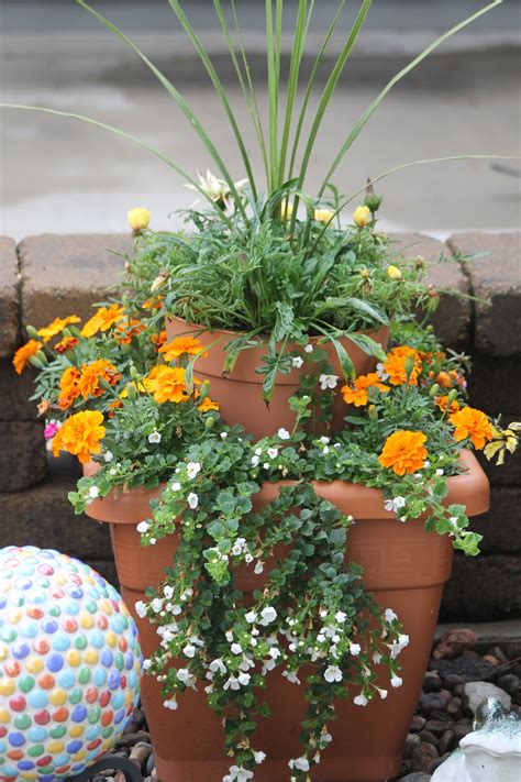 Container Gardening With Marigolds Spikes And Bacopa