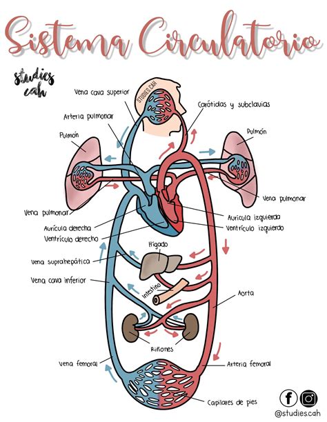 Medicine Notes Medicine Studies Science Biology Medical Science